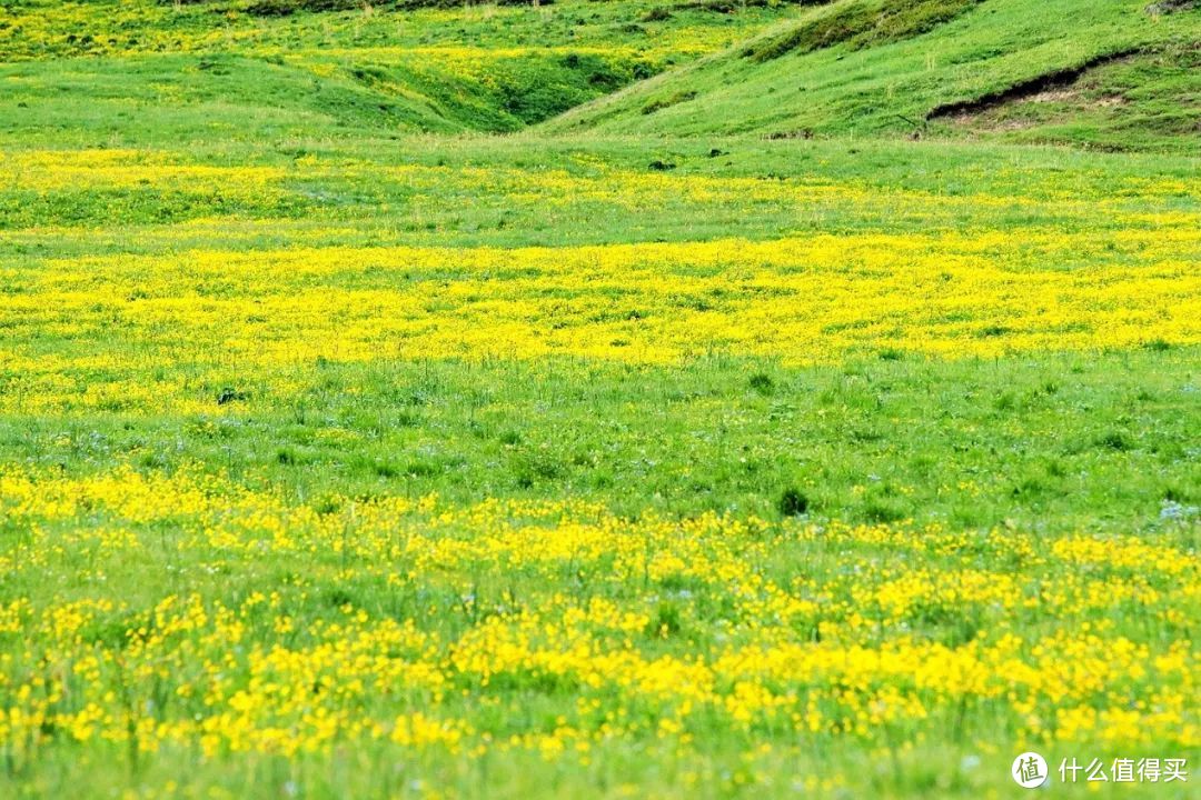 生活的伏笔 —— 初夏赛里木湖伊犁草原浪行记