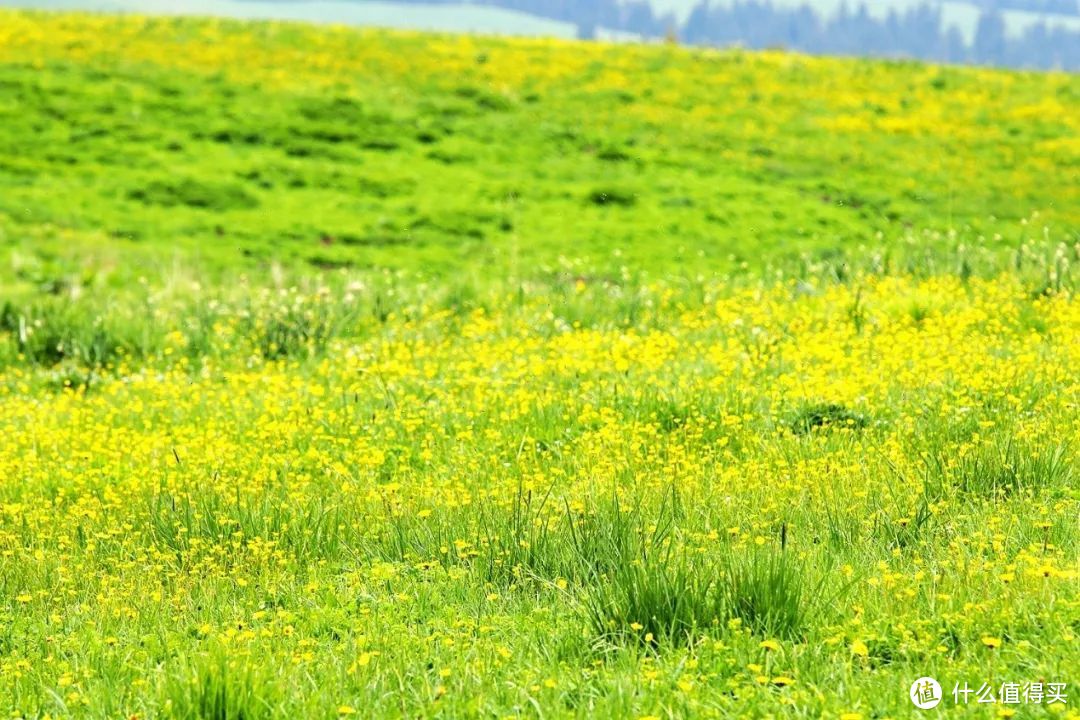 生活的伏笔 —— 初夏赛里木湖伊犁草原浪行记