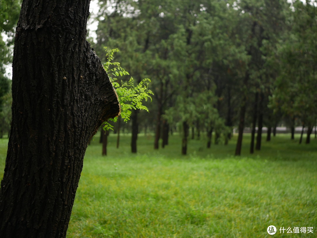 雨中游天坛是一种什么样的感受？