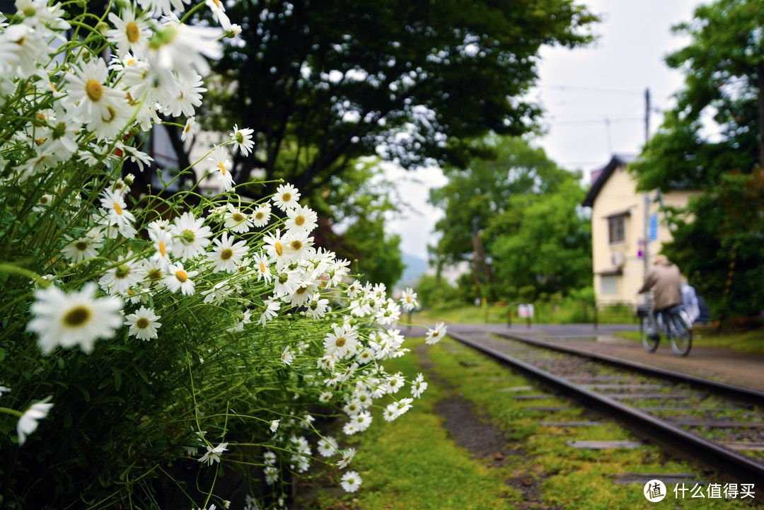 鲜花盛开的铁路