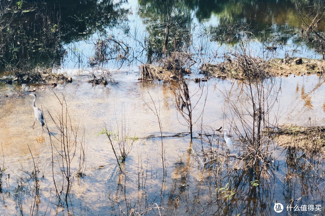 ▲两只苍鹭，湿地最常见的鸟类之一