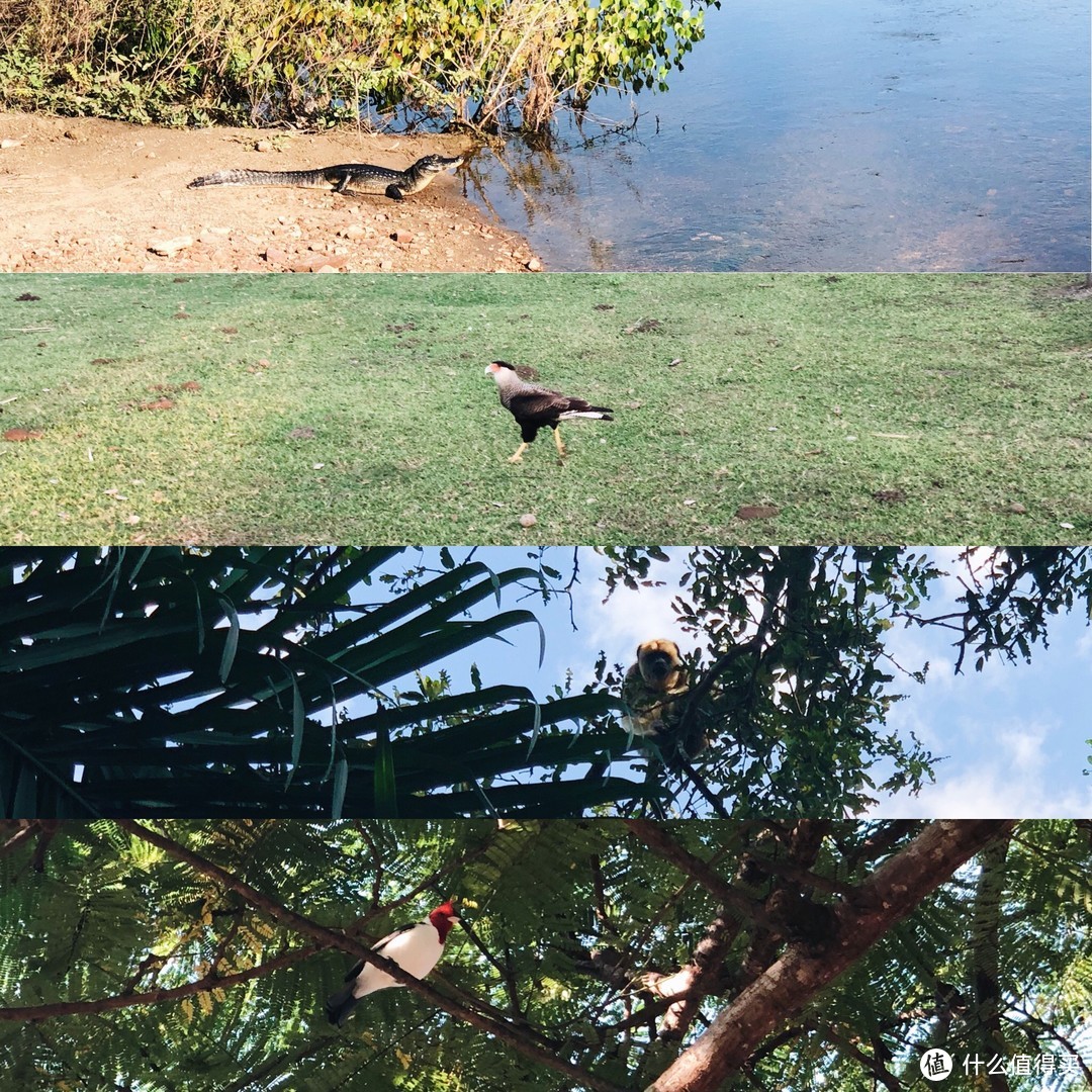 ▲凯门鳄 / 卡拉鹰（caracara）/ 吼猴 / 冠蜡嘴鹀（动画电影「里约大冒险」里男主的好基友Pedro）