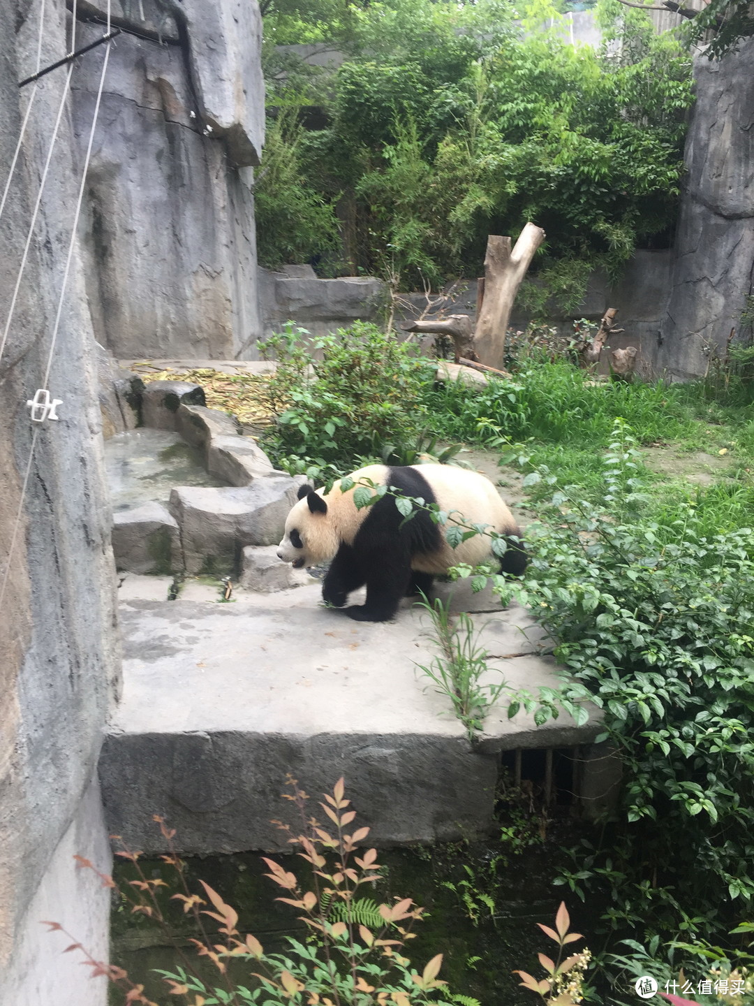 天府之国成都游记篇三之成都大熊猫繁育研究基地游记及建议