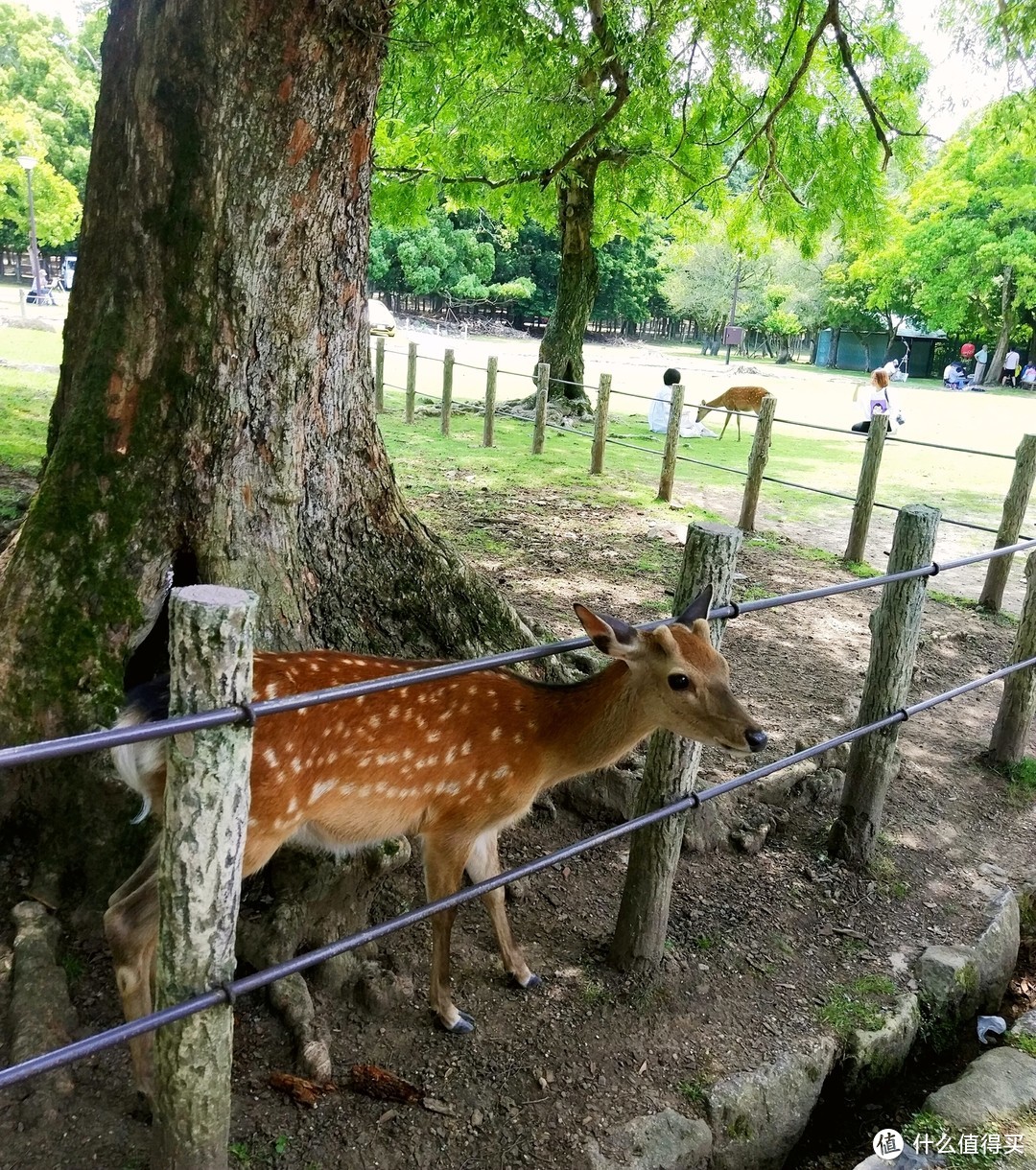 鹿酱闻到味道就来了