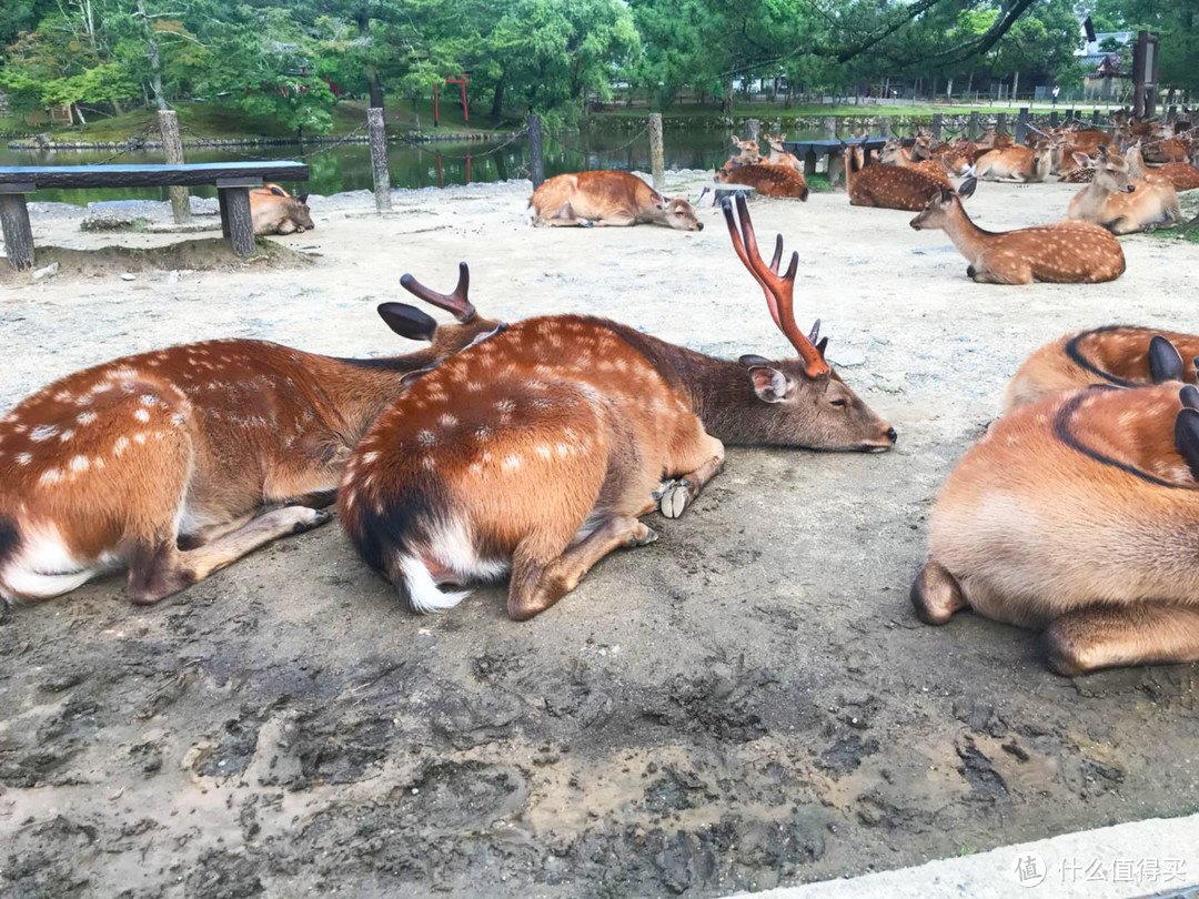 鹿山鹿海