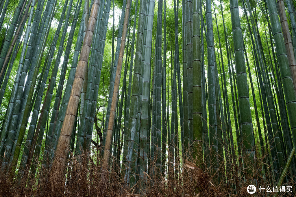 DAY9-10 最终章：嵯峨野、二条城、滚回家上班