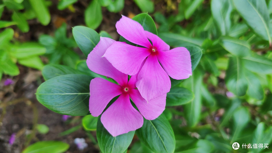 失去梦想还是脚踏实地?小米8 详细评测(升级 M