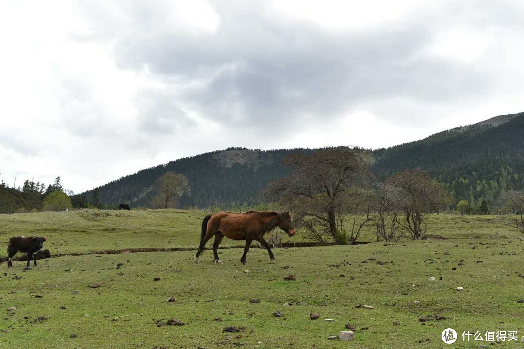 那山，那雪，那318—记18年5月川进青出西藏自驾游（流水图片）