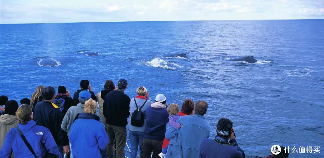 前方高能，全都是鲸，整个澳洲都是鲸！
