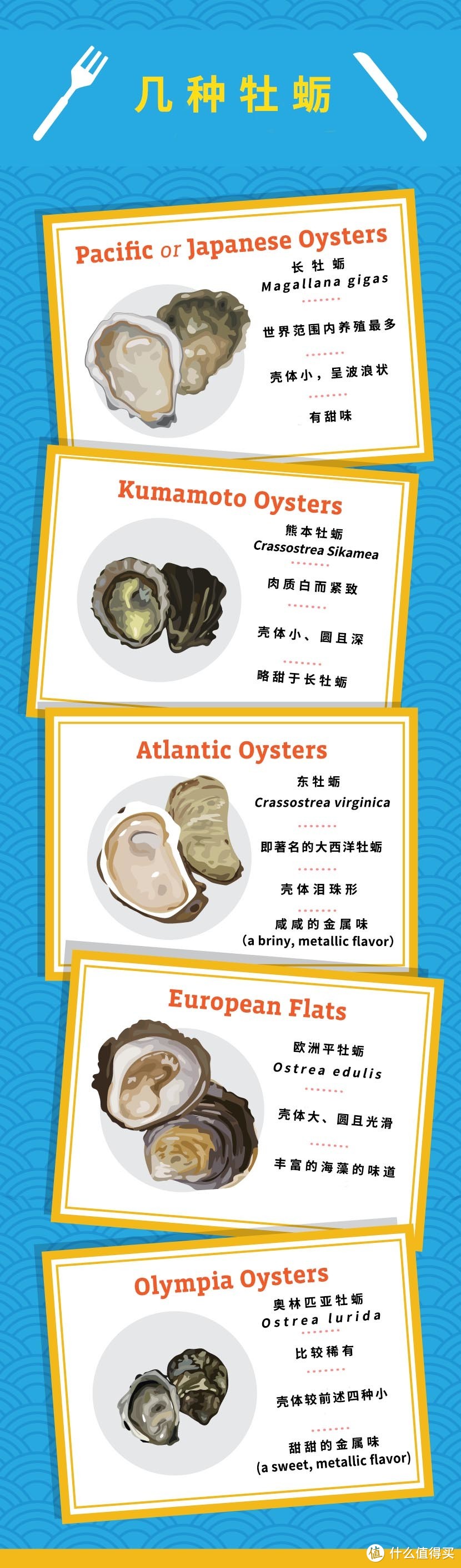世界主要食用牡蛎物种和它们的区别。图片：Kirsten Nunez / fix.com；汉化：物种日历