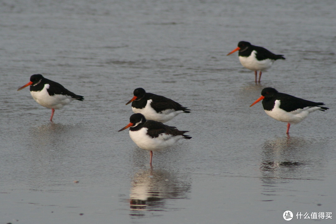 蛎鹬（Haematopus ostralegus）的嘴打不开长牡蛎的壳，也许以后它们迁徙过北海能找到的食物会越来越少。图片：Svdmolen / wikimedia