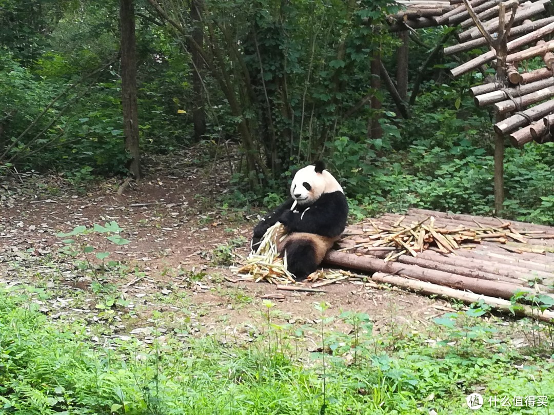 熊猫在吃竹子