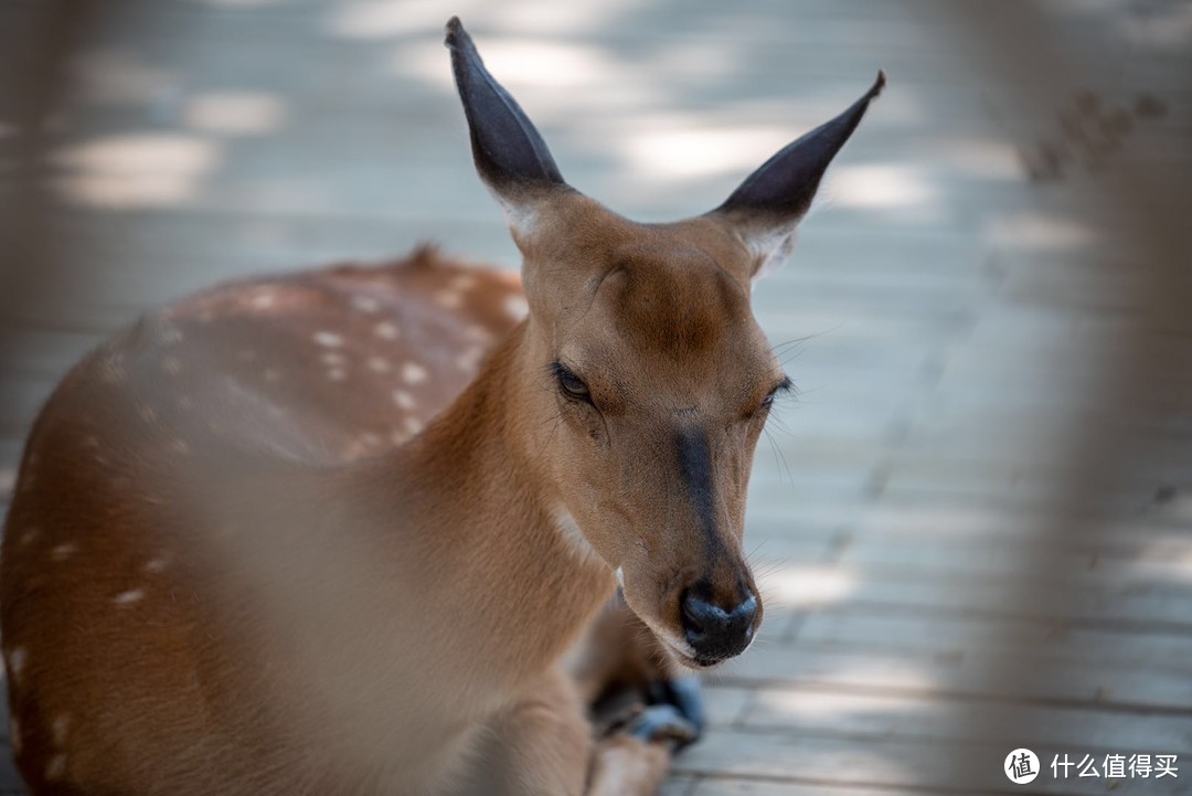 TAMRON 腾龙 70-200 F2.8 G2（A025） 镜头 伪开箱