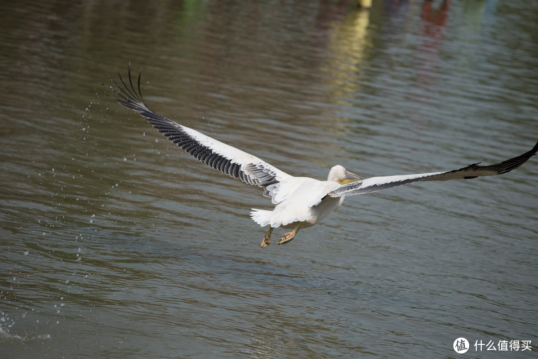 TAMRON 腾龙 70-210 F4 镜头无脑打鸟记