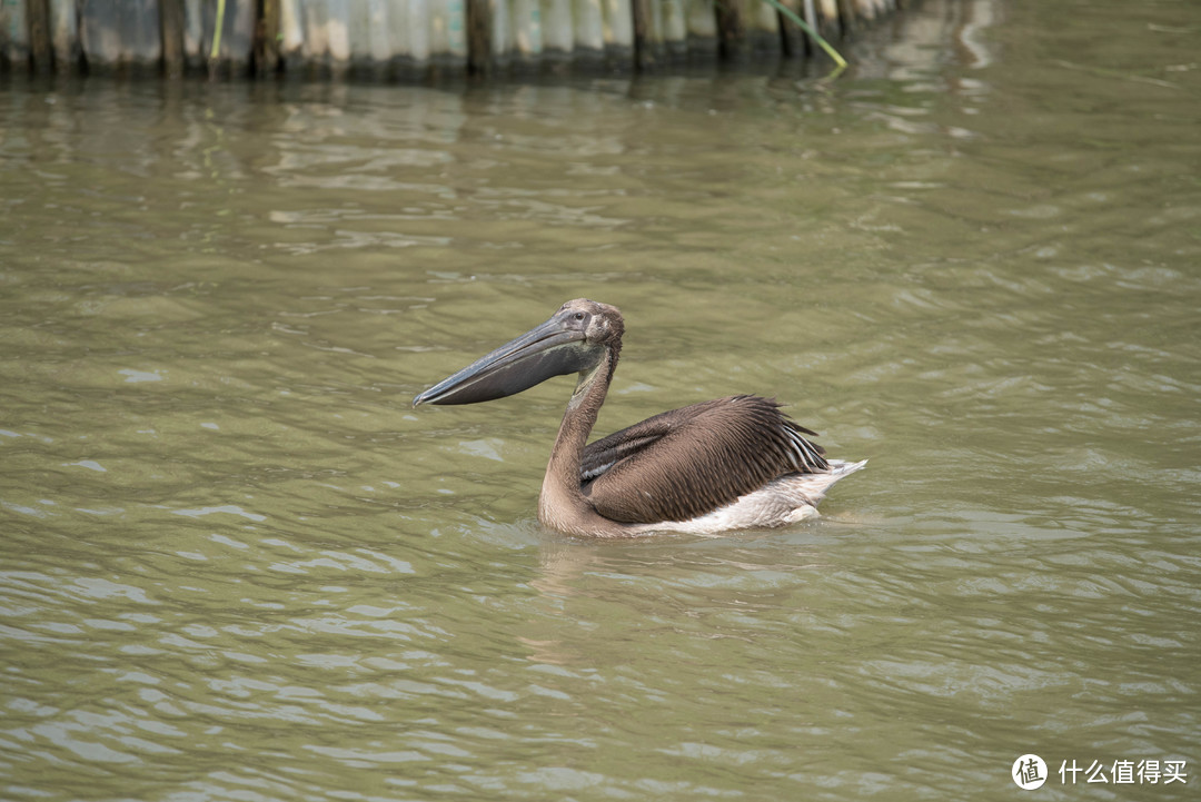 tamron腾龙70210f4镜头无脑打鸟记