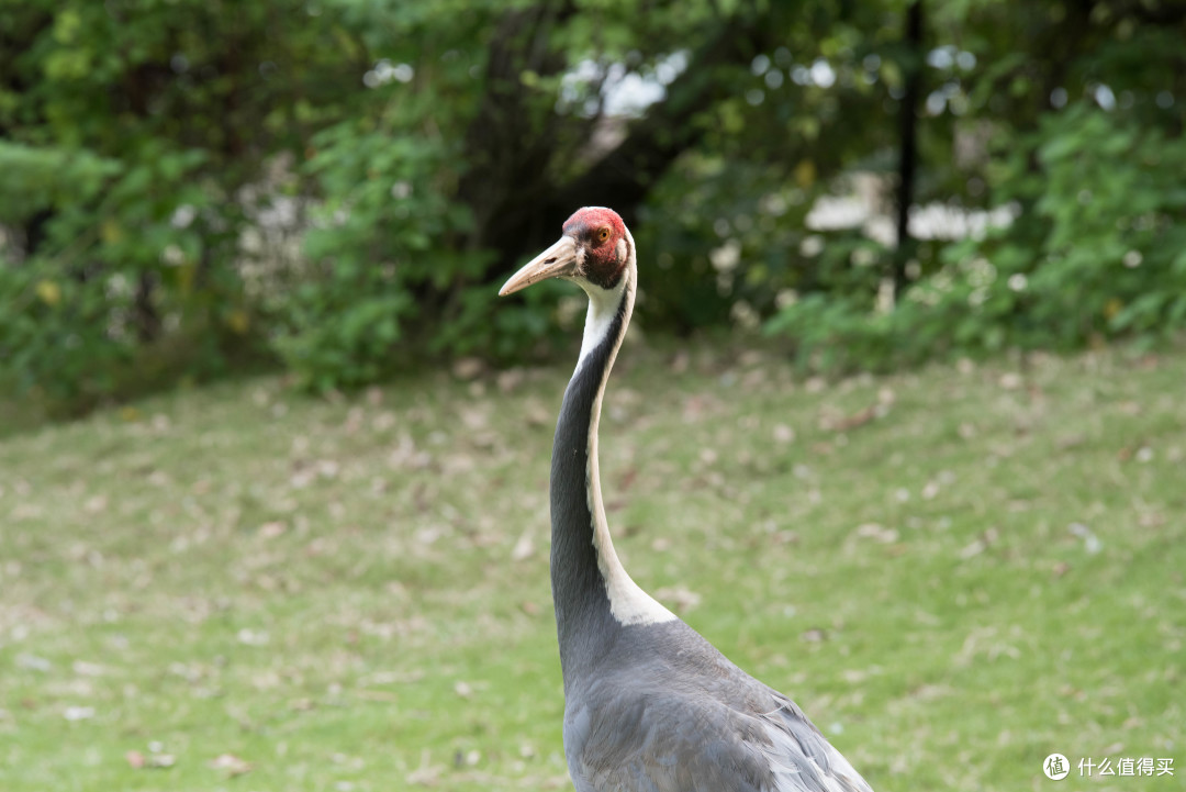 tamron腾龙70210f4镜头无脑打鸟记