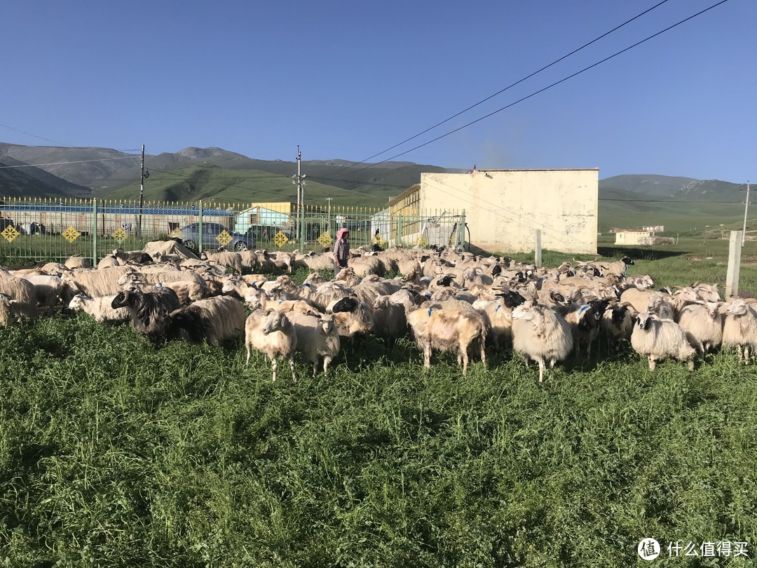 7月小折环青海湖