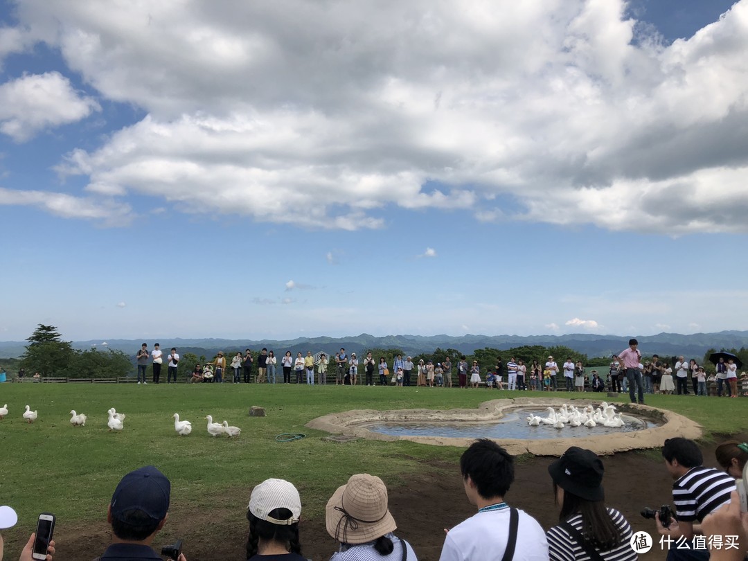 这是鸭子游行表演，就是鸭子会排着队绕场或者下水。都是日语所以没什么意思~