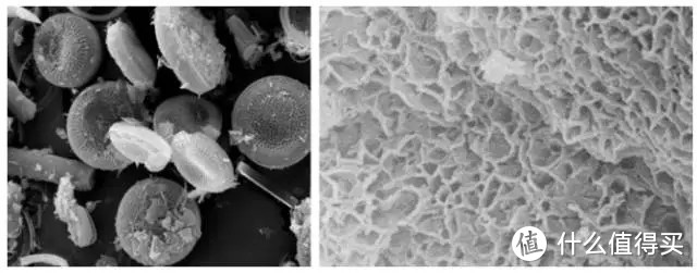 硅藻土和活性炭的微观结构图