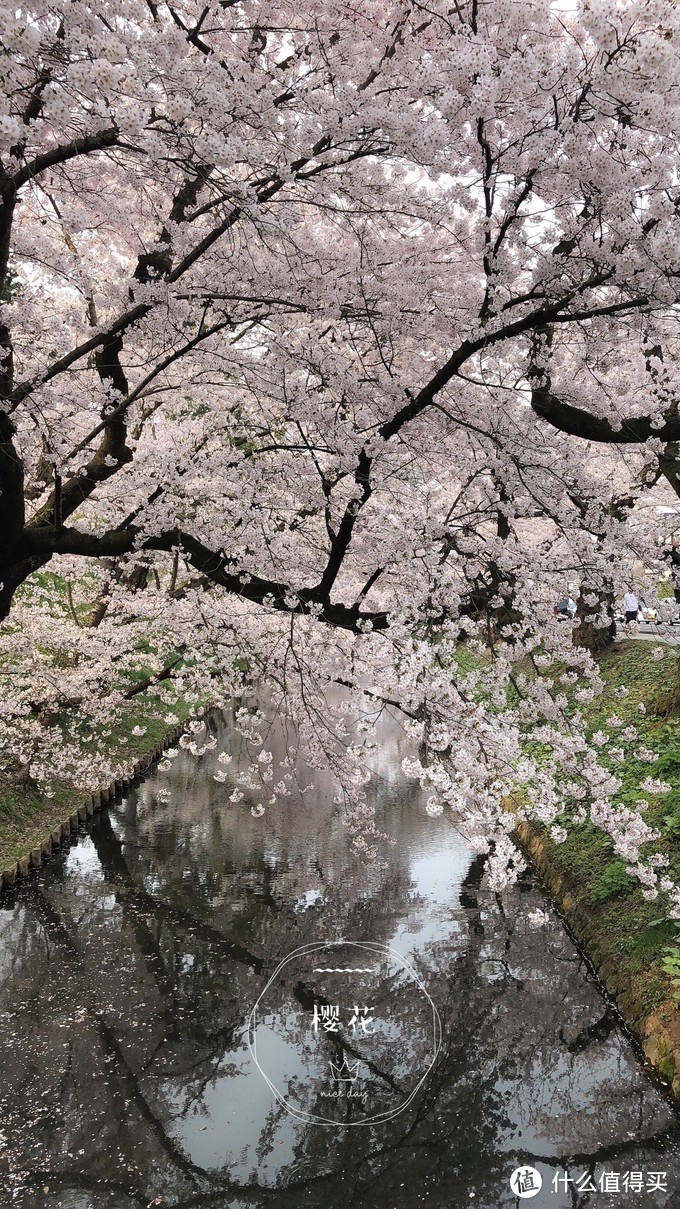 避开日本热门樱花季，错峰看看最美的青森樱花