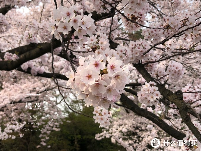 避开日本热门樱花季，错峰看看最美的青森樱花