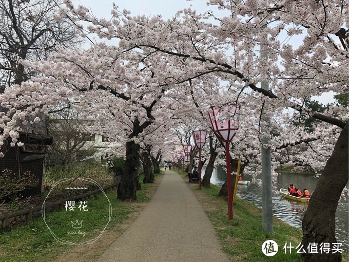 避开日本热门樱花季，错峰看看最美的青森樱花