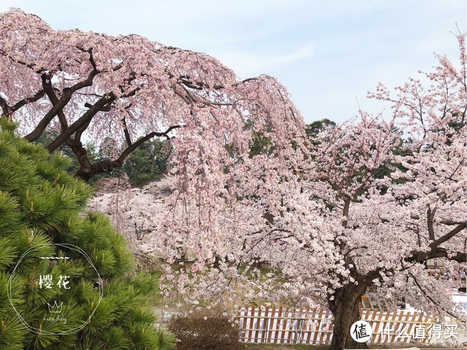 避开日本热门樱花季，错峰看看最美的青森樱花