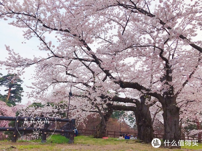 避开日本热门樱花季，错峰看看最美的青森樱花