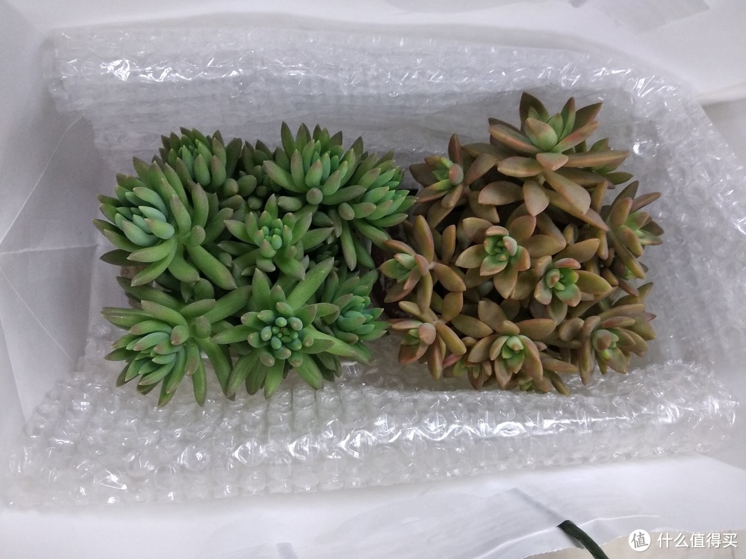 我把多肉种成了大白菜？分享养多肉心得