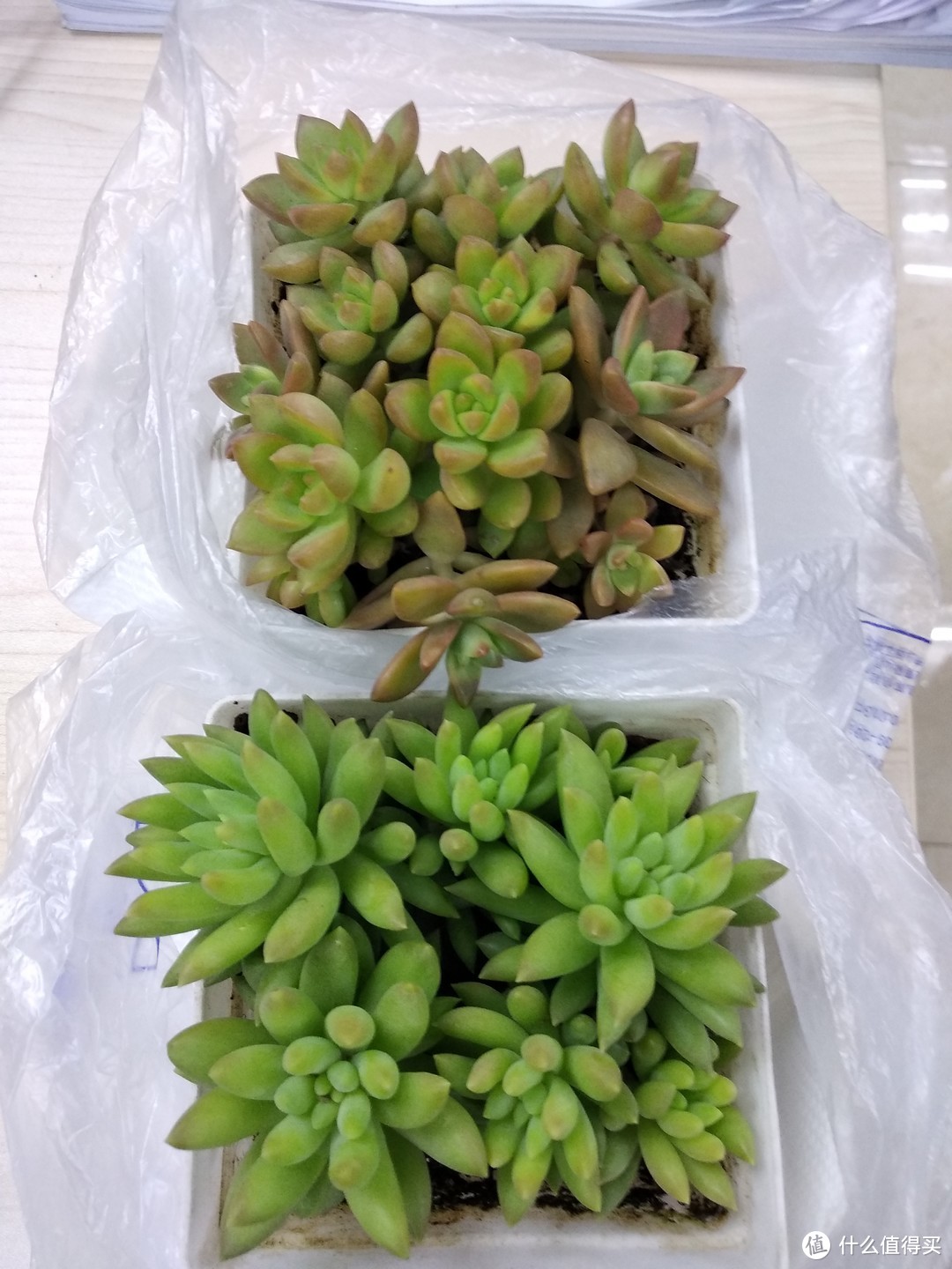 我把多肉种成了大白菜？分享养多肉心得