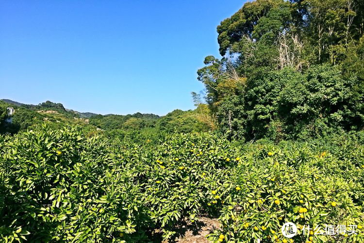 和歌山·贵志站：你知道的小猫站长，你不知道的“妮他妈”