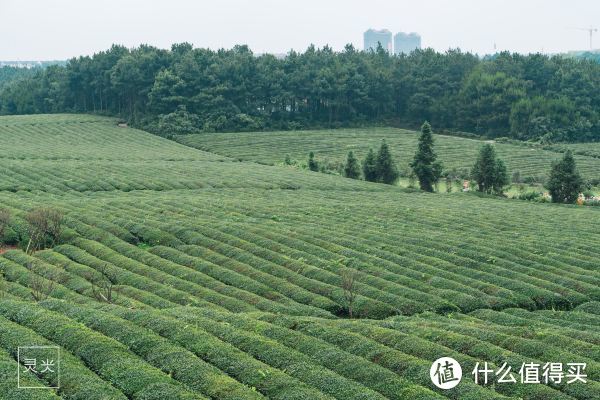 不是乌镇西塘，在江西抚州还藏着爸爸去哪儿住过的古镇