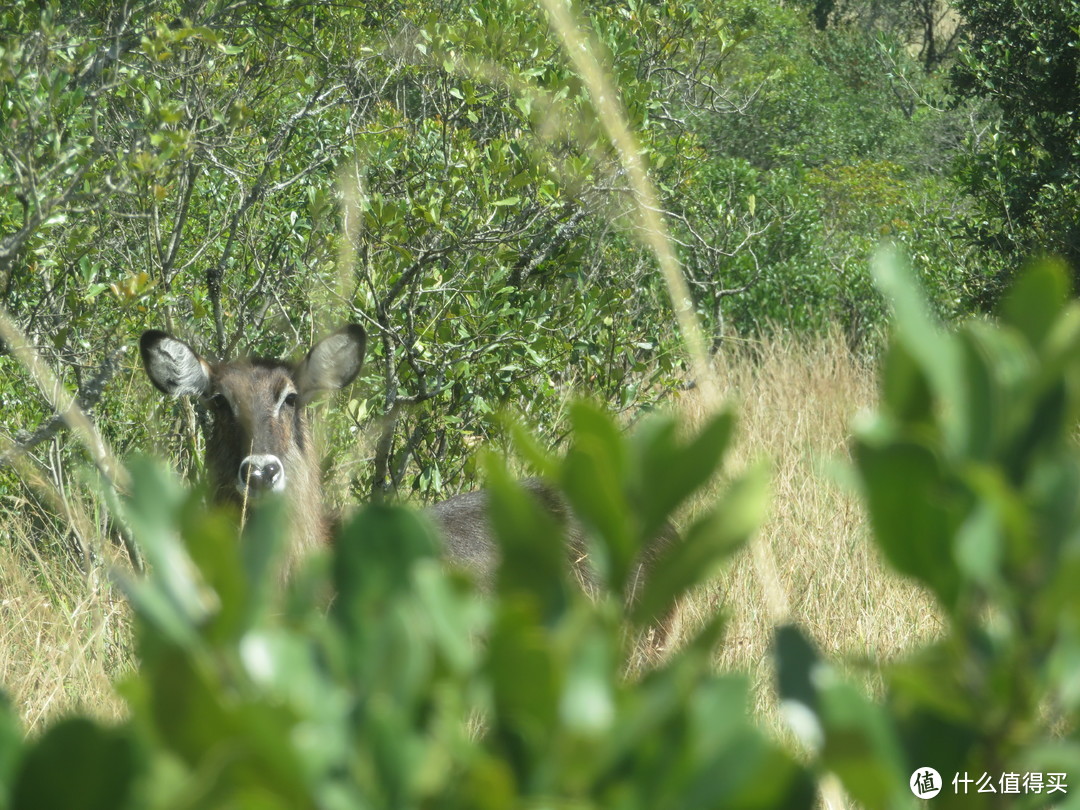 草原、野生动物，狮子犀牛大象，尽在印象肯尼亚！