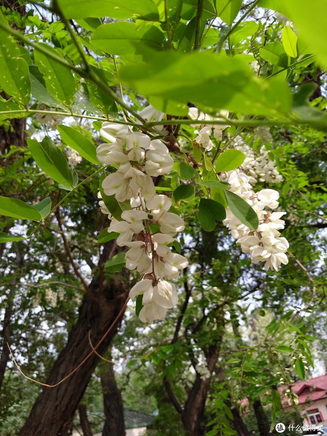 槐树开花