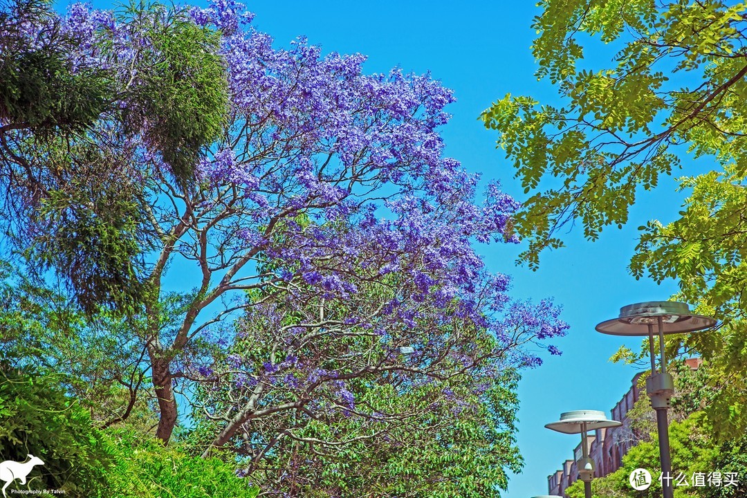 悉尼很有代表性的蓝花楹