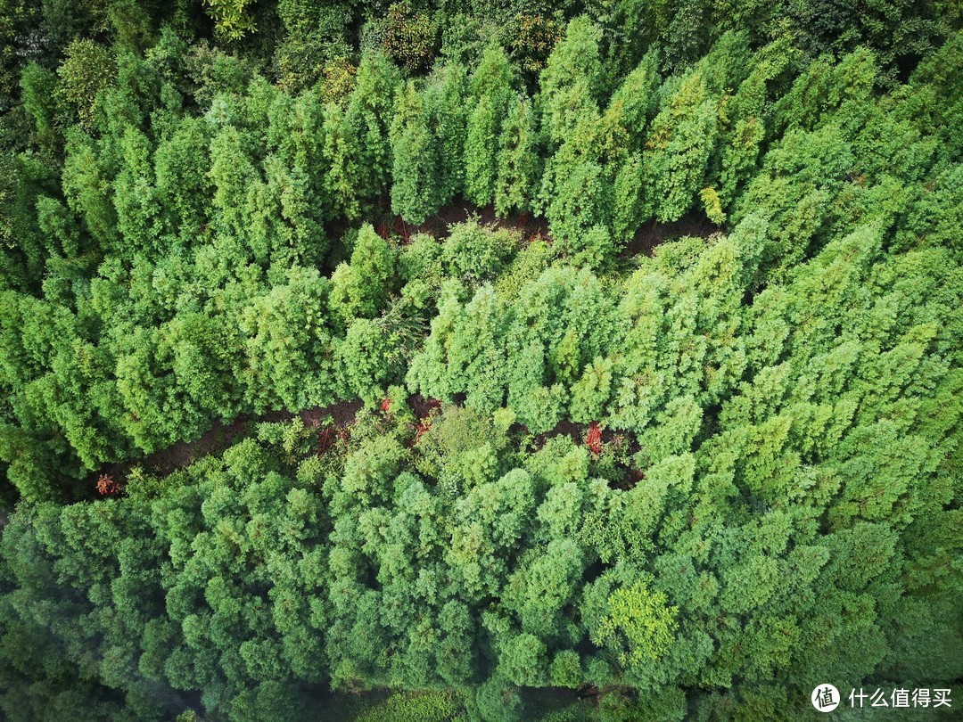 深林很漂亮，一些枯萎的红色杉树点缀其中