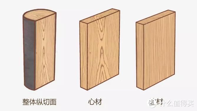 ▲榉木 木材形态特征