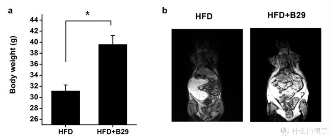 高脂喂食70天的对照小鼠和同时移植阴沟肠杆菌B29的小鼠。B29催肥效果非常明显。【8】