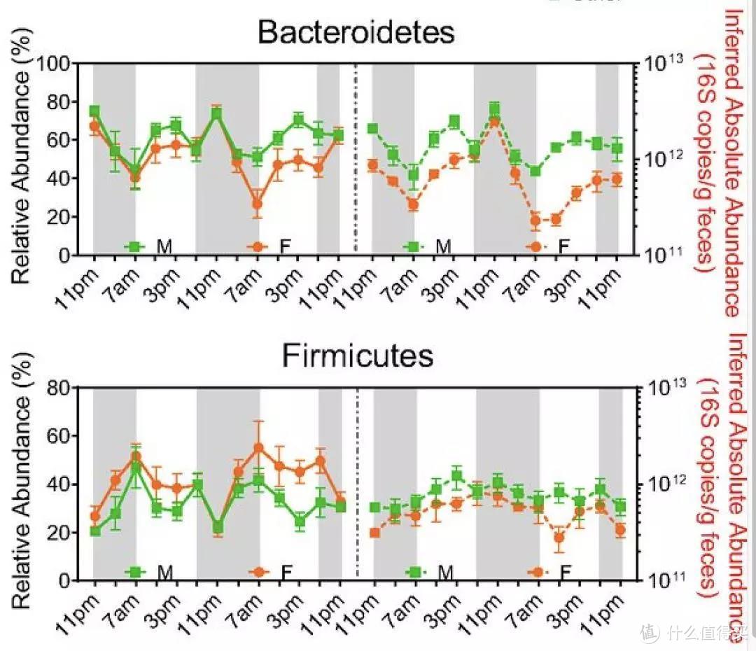 时间节点对拟杆菌门和厚壁菌门的丰度影响。女性（橙色）的肠道菌变化远高于男性（绿色）。