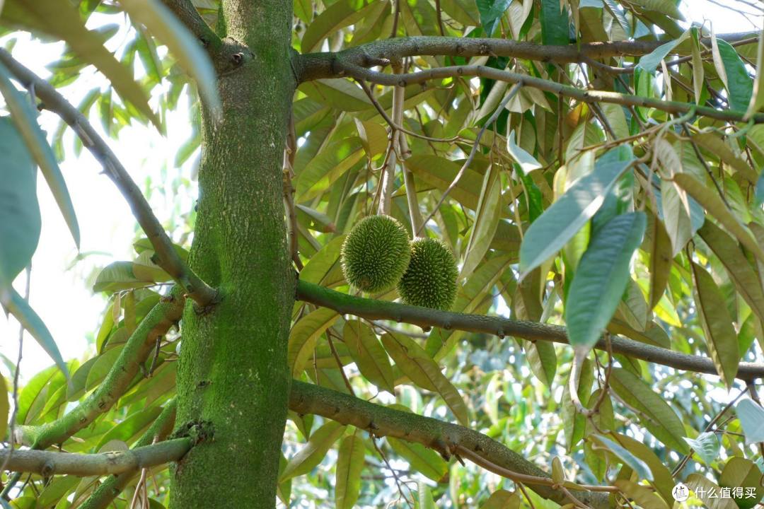 农场发来的榴莲生长照片