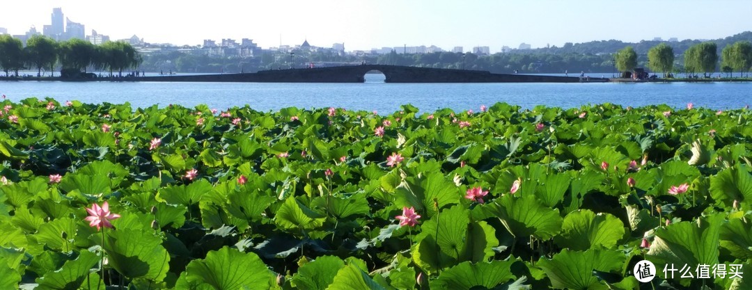 西湖荷花