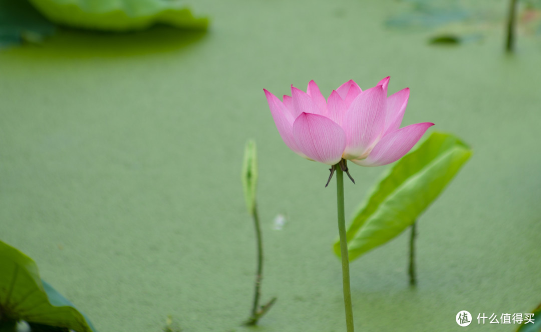 自然会去拍荷花- -