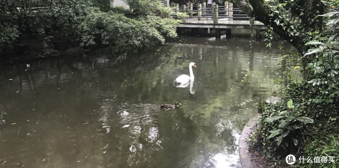 没有拍到一只黑不溜秋的小天鹅，真的跟鸭子很像