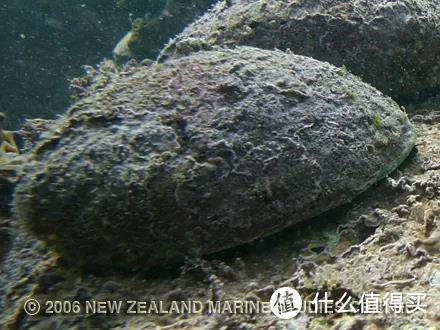 野生环境下的成体黑足鲍。图片：New Zealand Marine Studies Centre