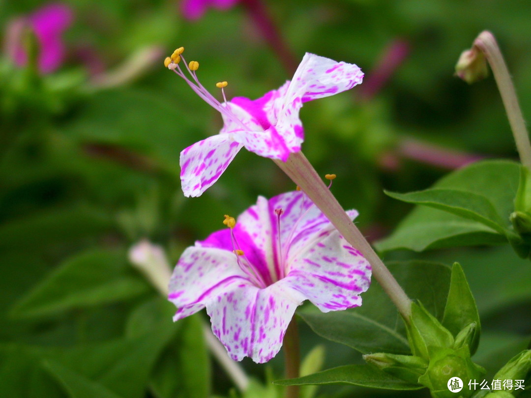 紫茉莉，会不会也是你的老朋友呢？图片：Khalid Mahmood / wikimedia
