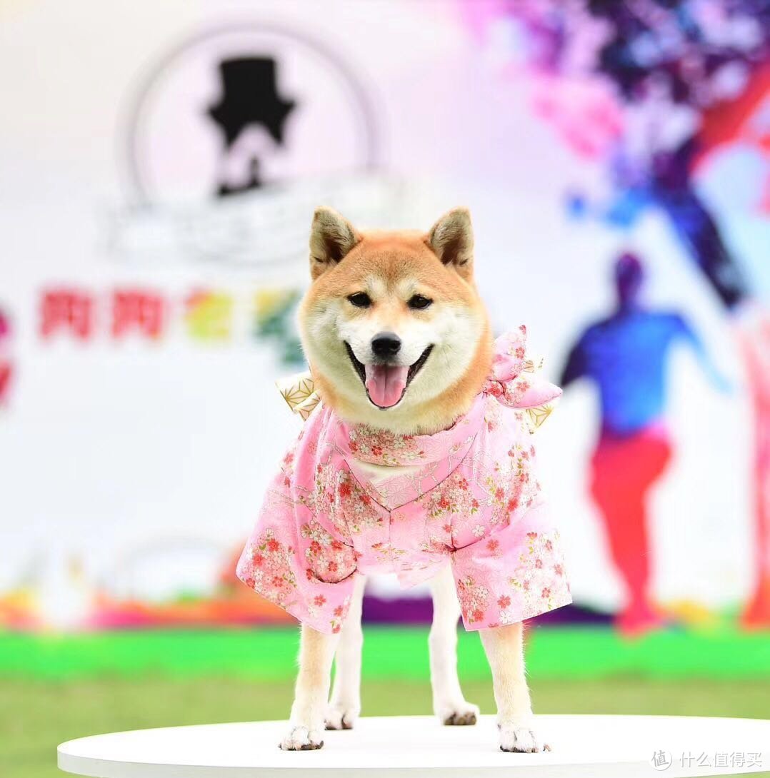 如何挑选一只称心如意的幼犬？内附柴犬萌照！