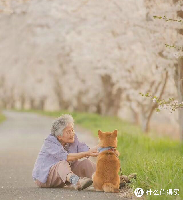 如何挑选一只称心如意的幼犬？内附柴犬萌照！