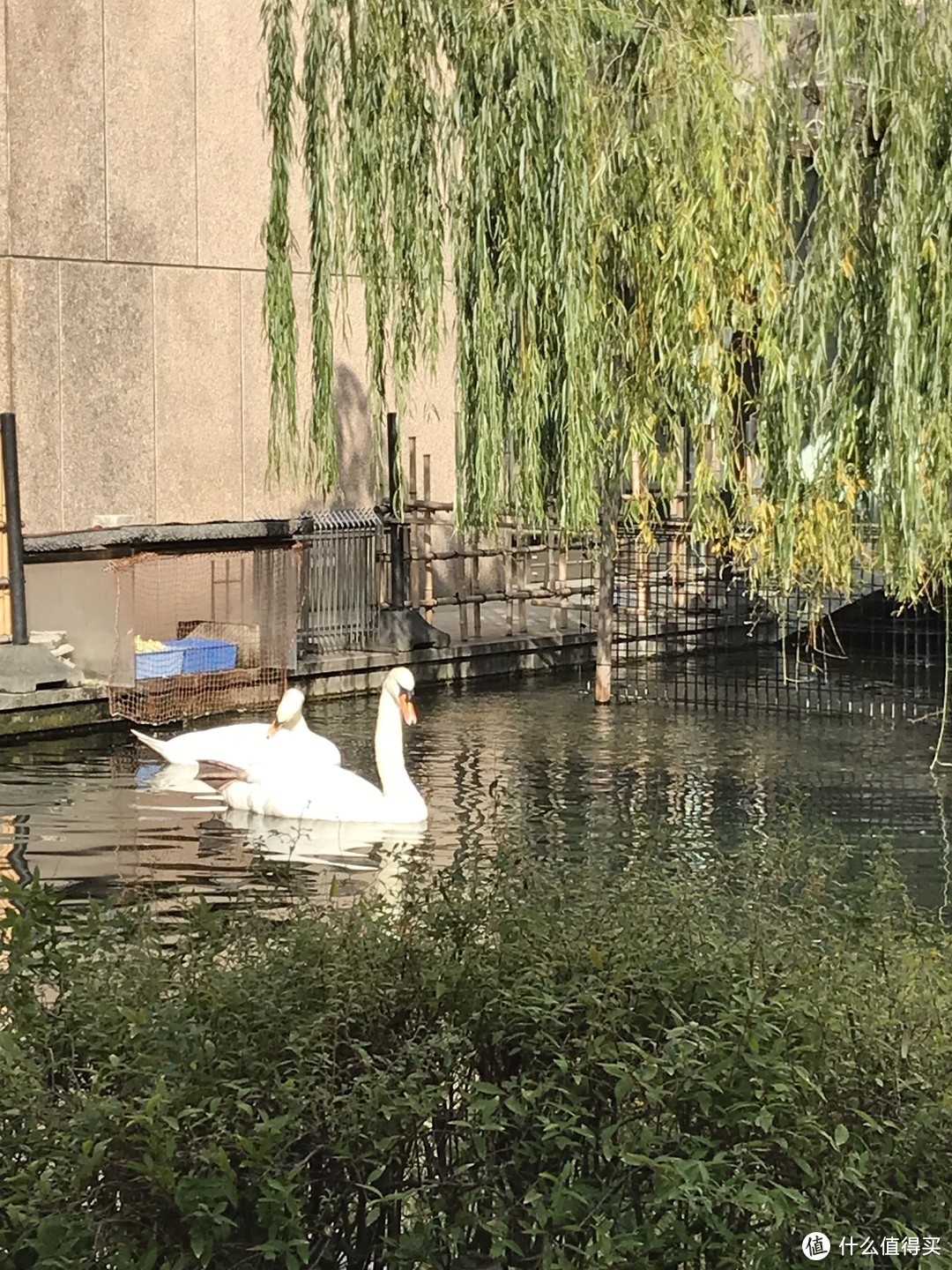 像傻瓜一样生活吧 —《有顶天家族》圣地巡礼（一）