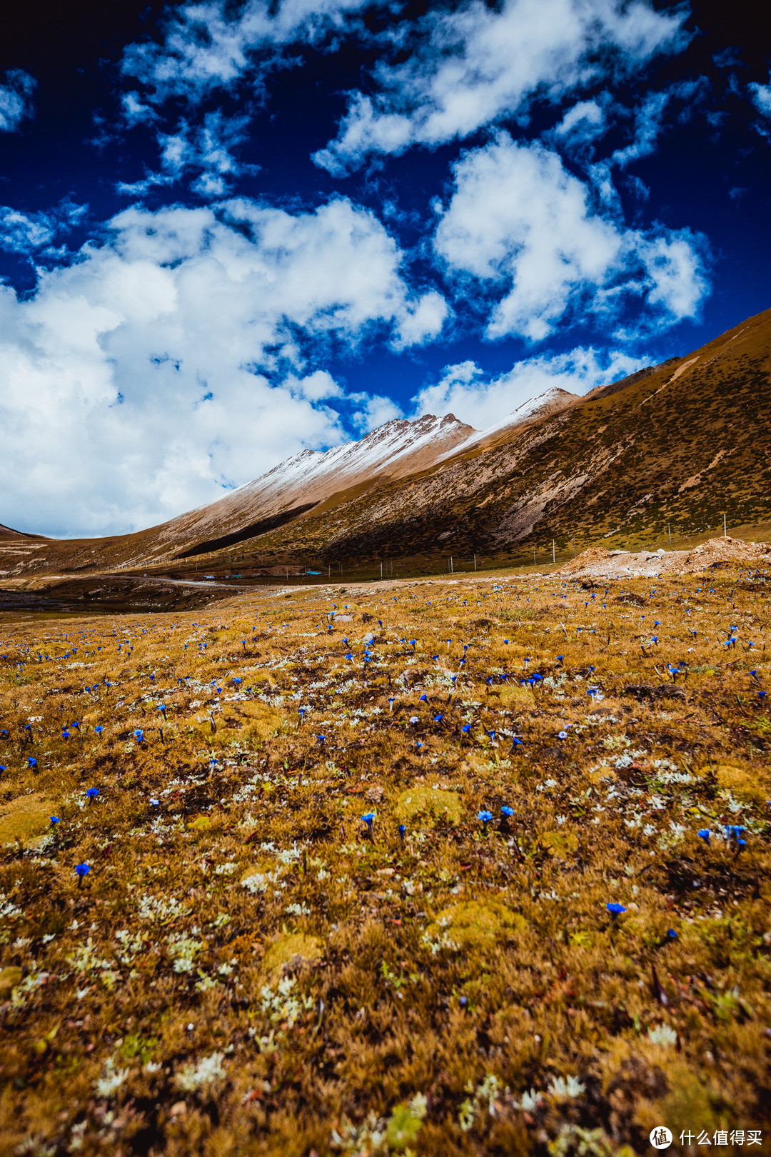 5000米海拔的东达拉山下，满地小蓝花