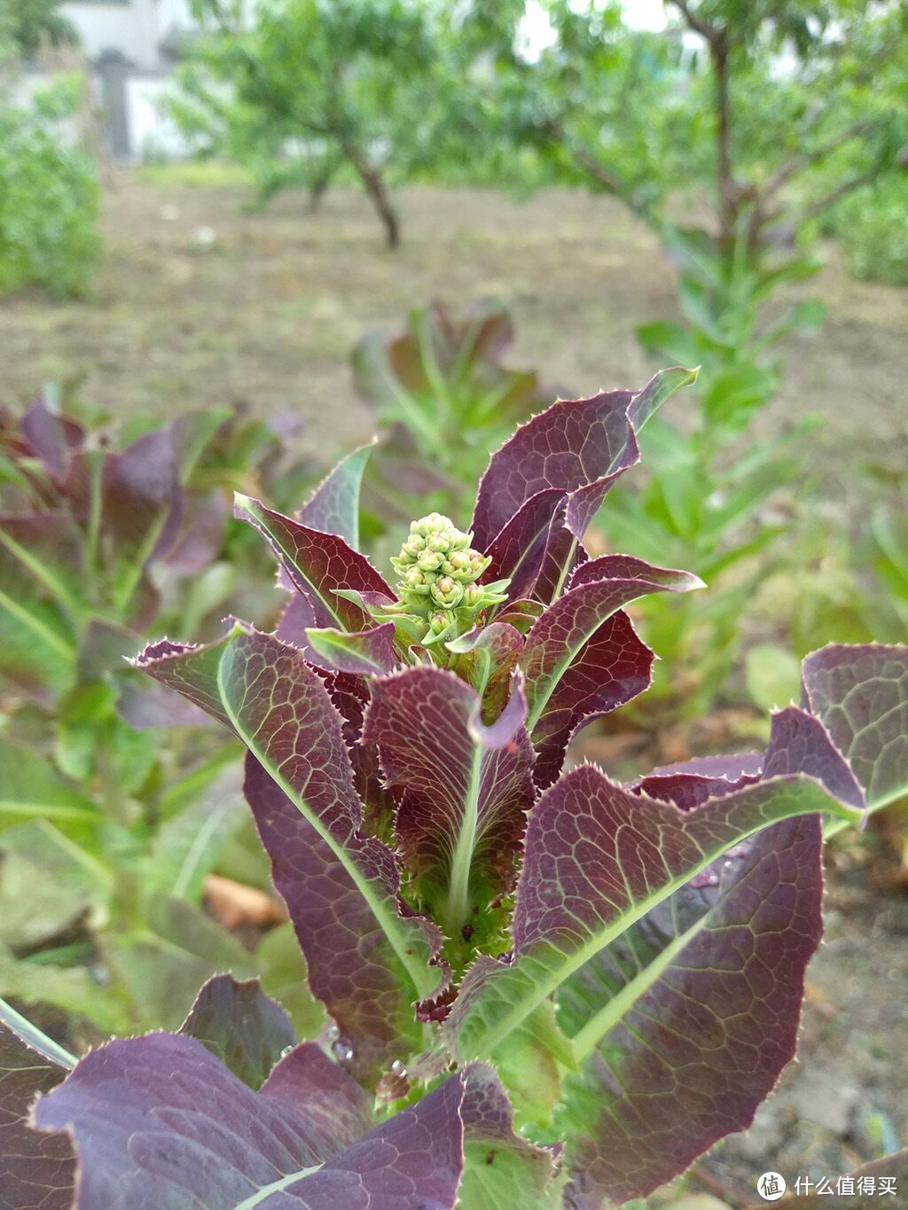 不知道锤粉和锤黑哪个先锤我？锤子坚果3伪开箱简评